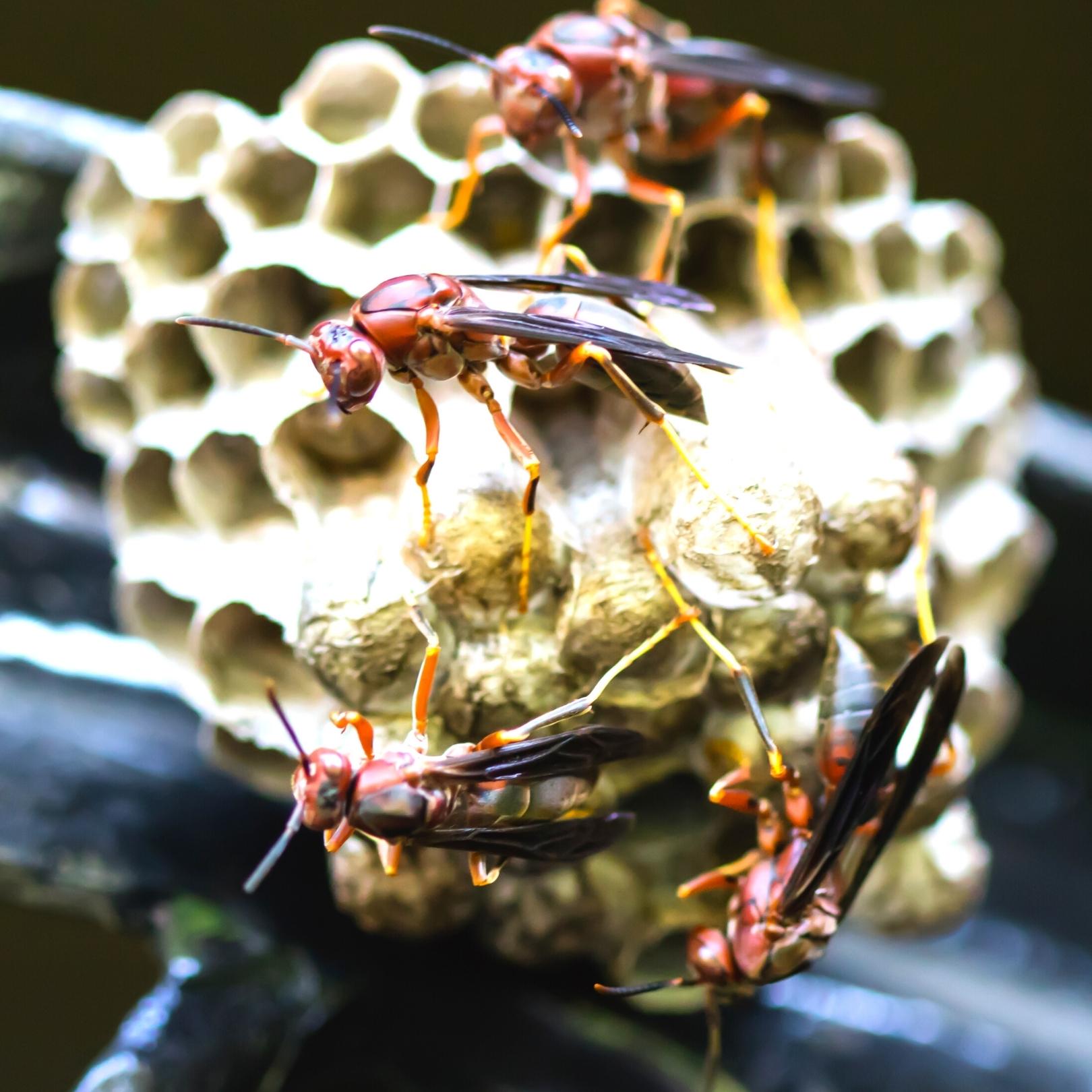 Paper wasps tending to their nest
